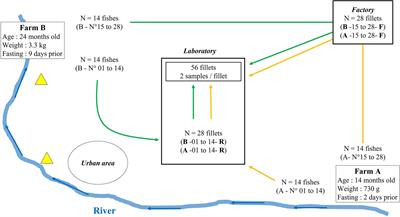 Antibiotic Resistance Genes and Bacterial Communities of Farmed Rainbow Trout Fillets (Oncorhynchus mykiss)